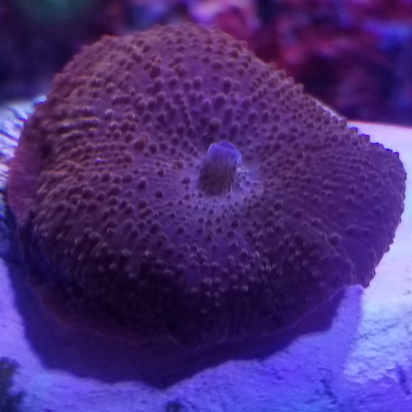 Red Mushroom Stock