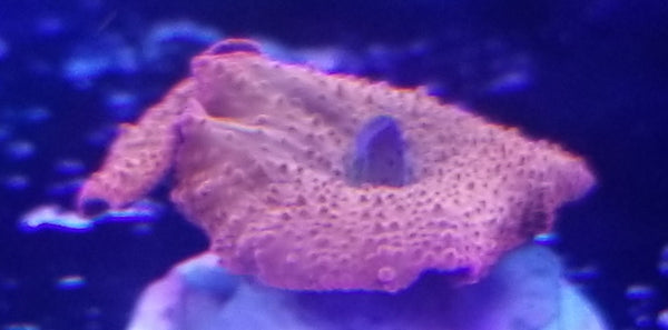 Red Mushroom Stock