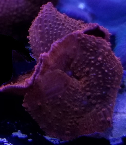 Red Mushroom Stock