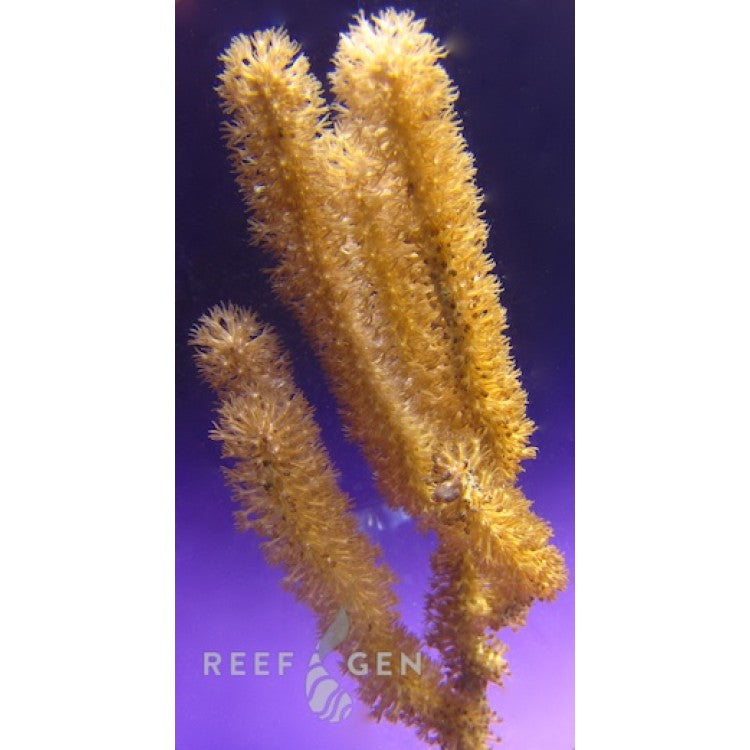 Tracy Morgonian Gorgonian Coral Frag Stock