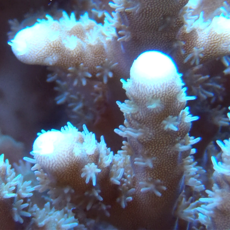 Stubby Finger Acro Frag Stock