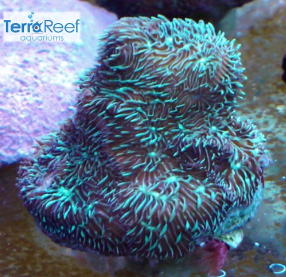 "Shaggy couch Pavona coral"