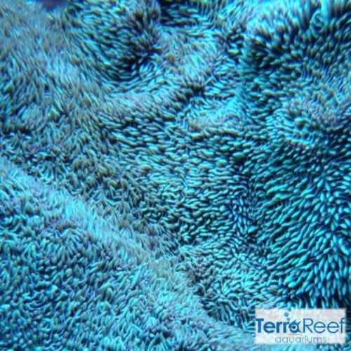 "Shaggy couch Pavona coral"