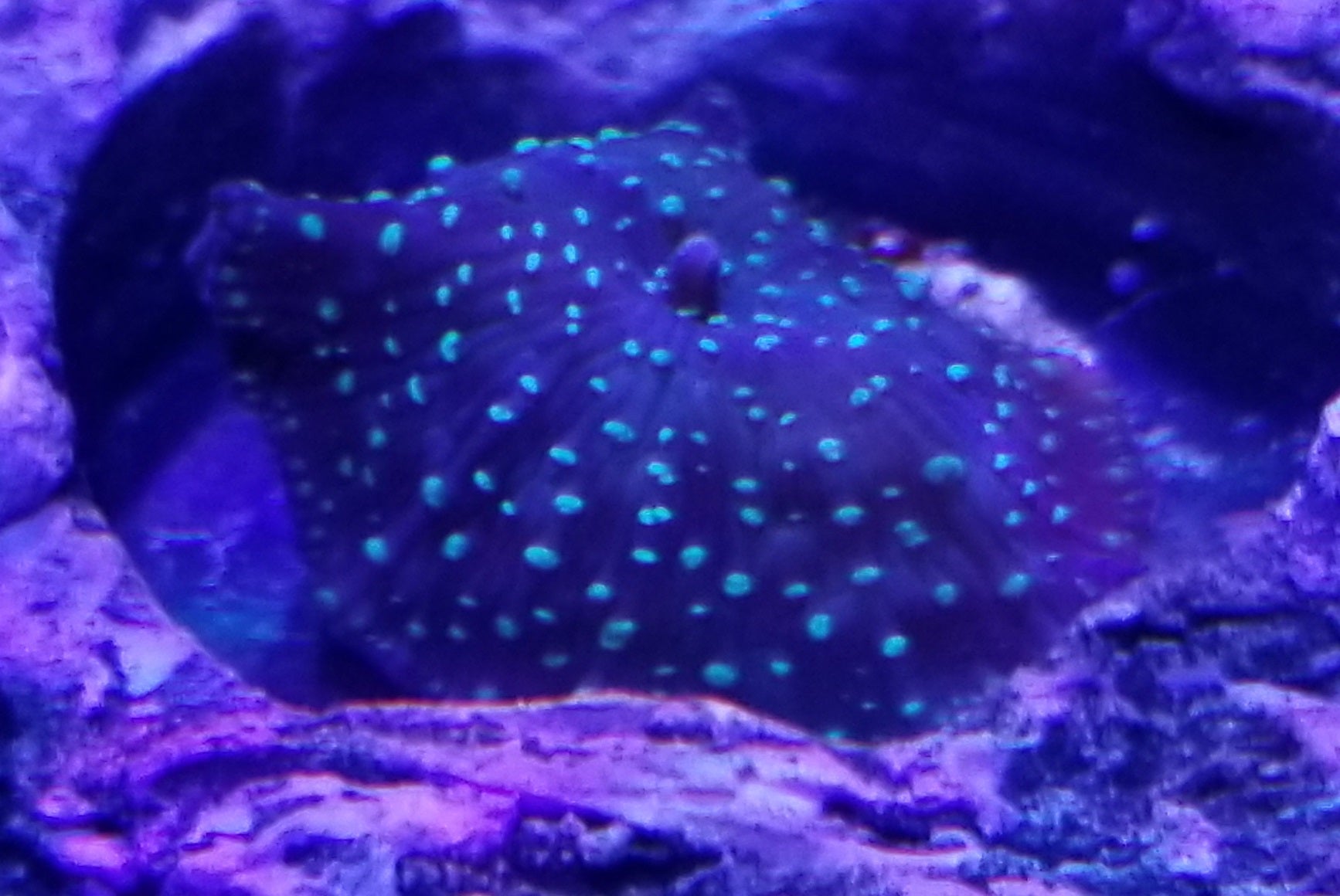 Green Spotted Mushroom