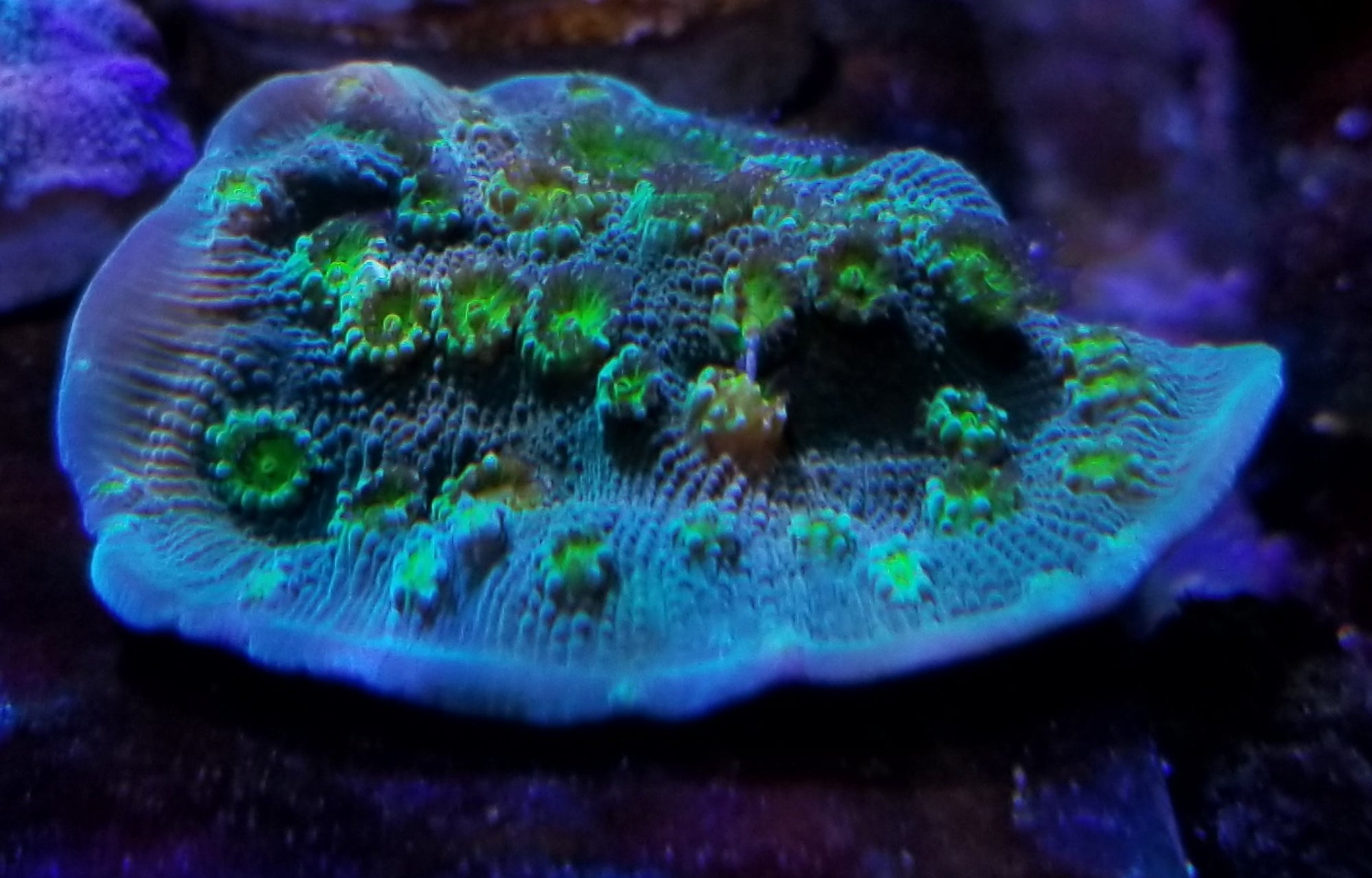 Sprung Stunner Chalice Frag Stock