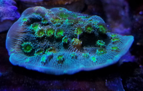 Sprung Stunner Chalice Frag Stock