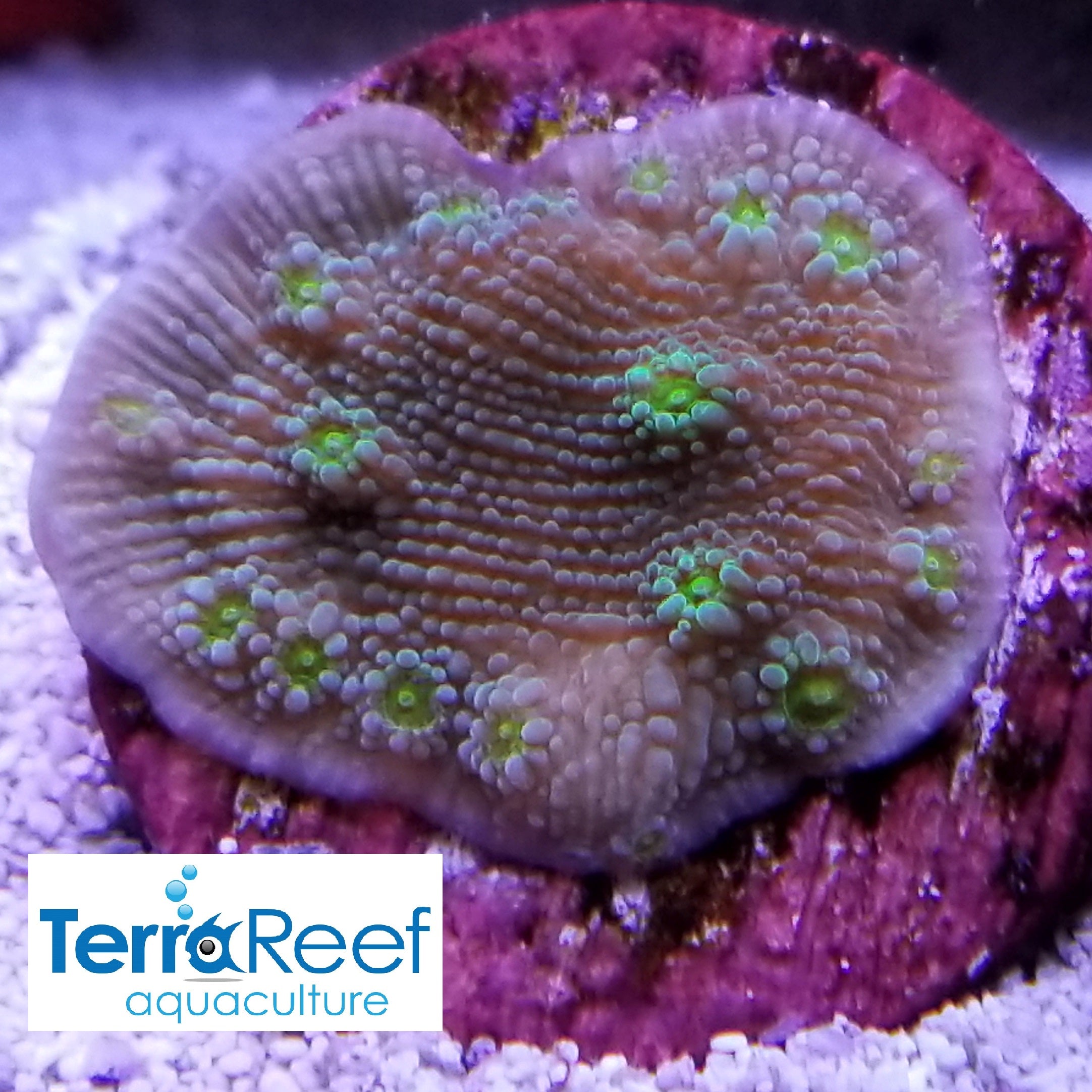 Sprung's Stunner Chalice (Echinopora sp.) Frag Stock – TerraReef