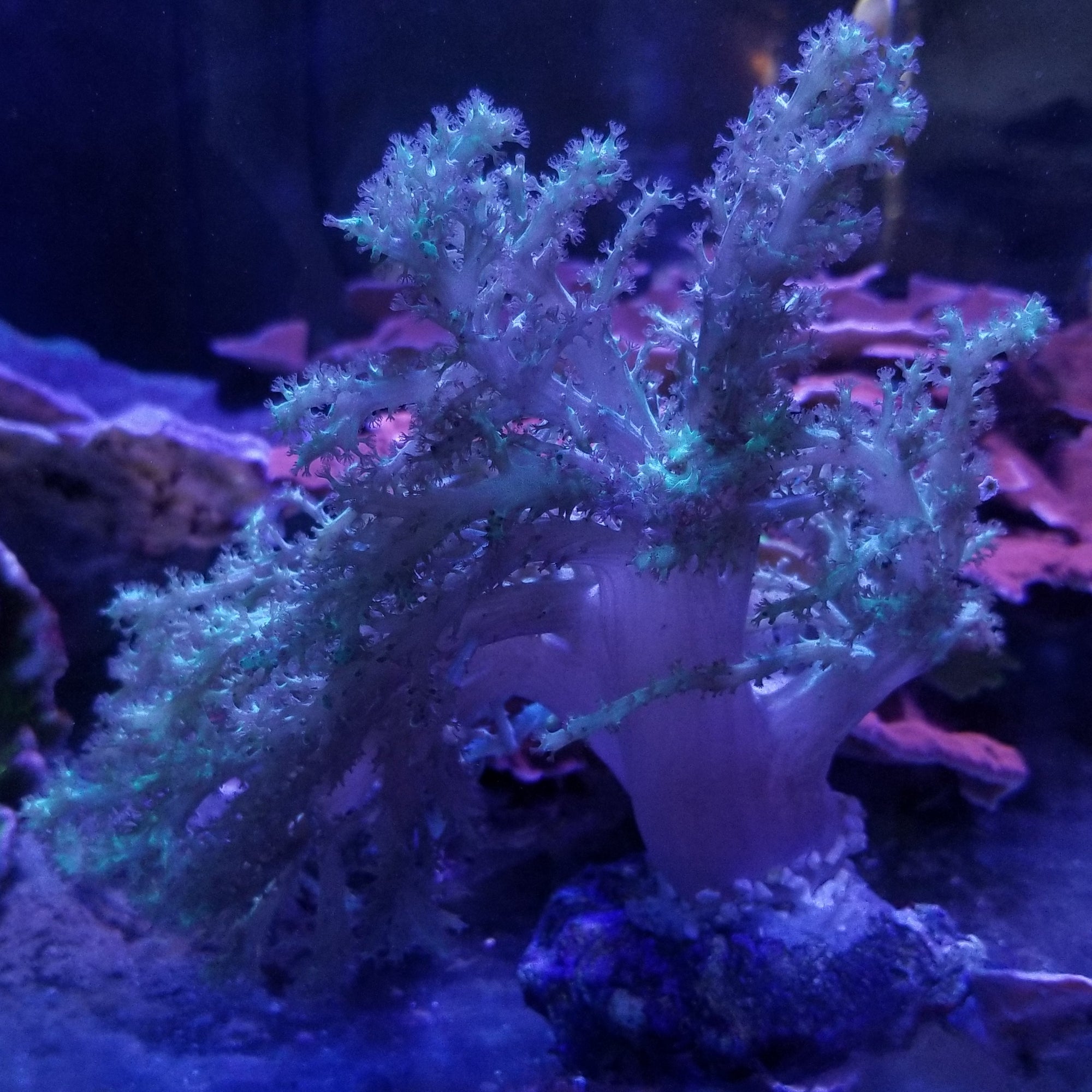 Green Finger Leather Stock
