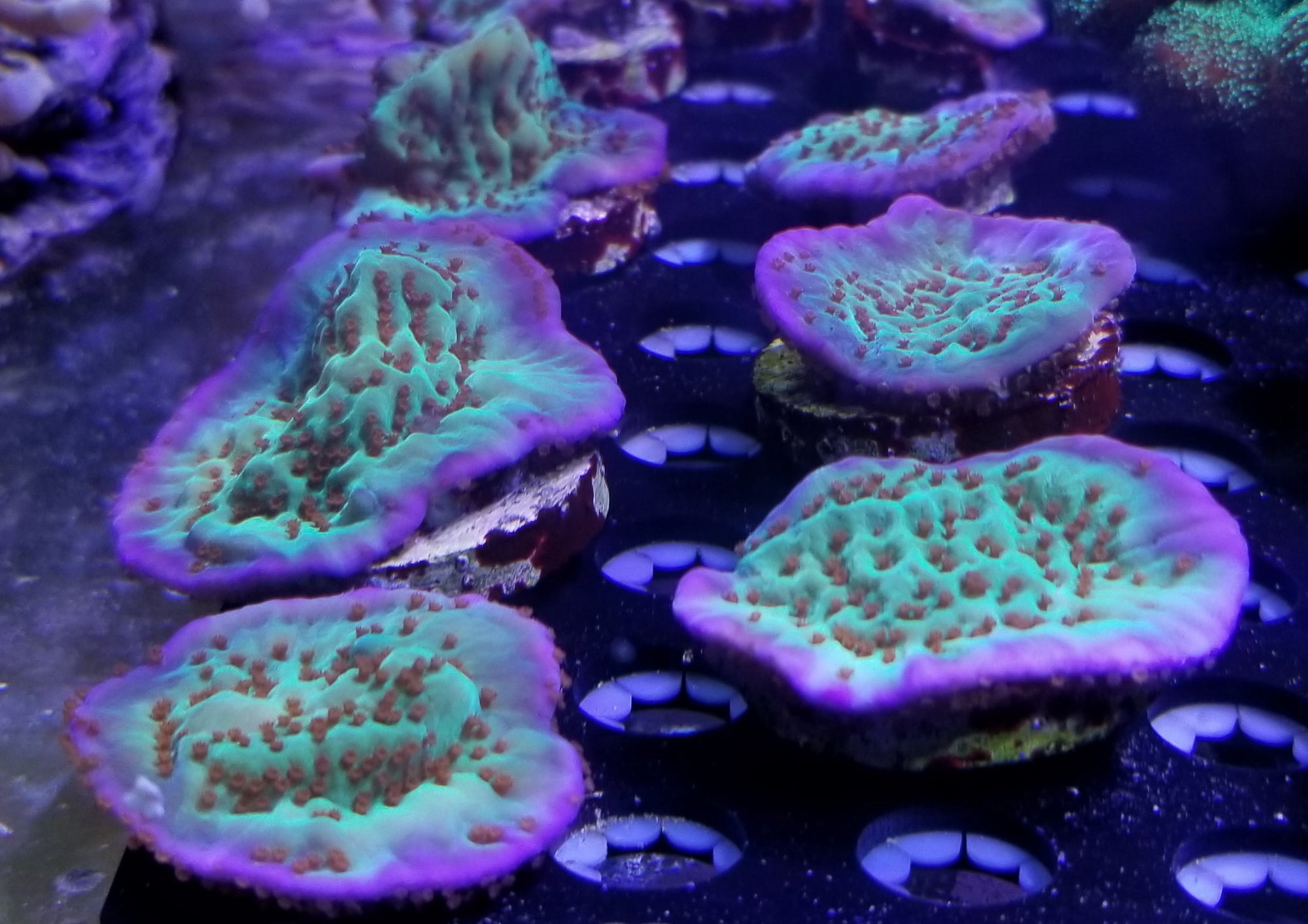 ORA Jedi Mind Trick Montipora Frag Stock