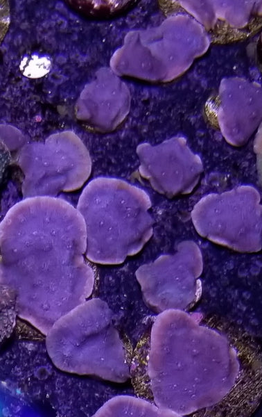ORA Blue Chalice (Echinopora sp.) Stock Frags