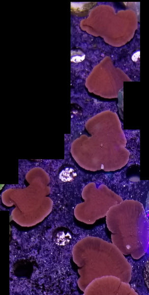 Red Montipora capricornis Frag Stock