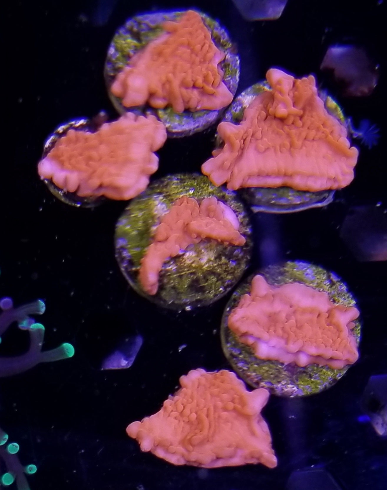 Setosa Frag Stock