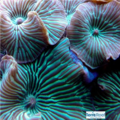 Marvelous Mushroom Mix