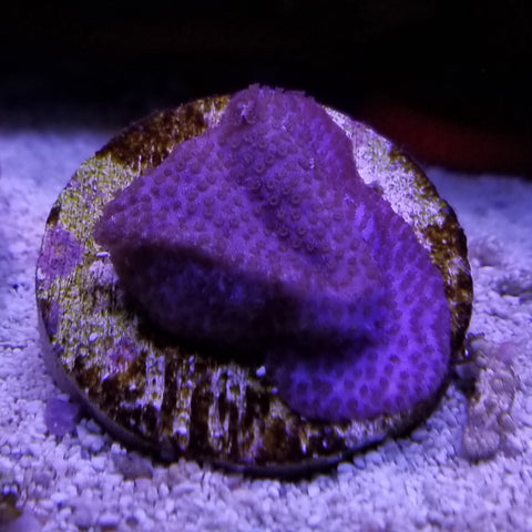 Blue encrusting Montipora coral frag stock