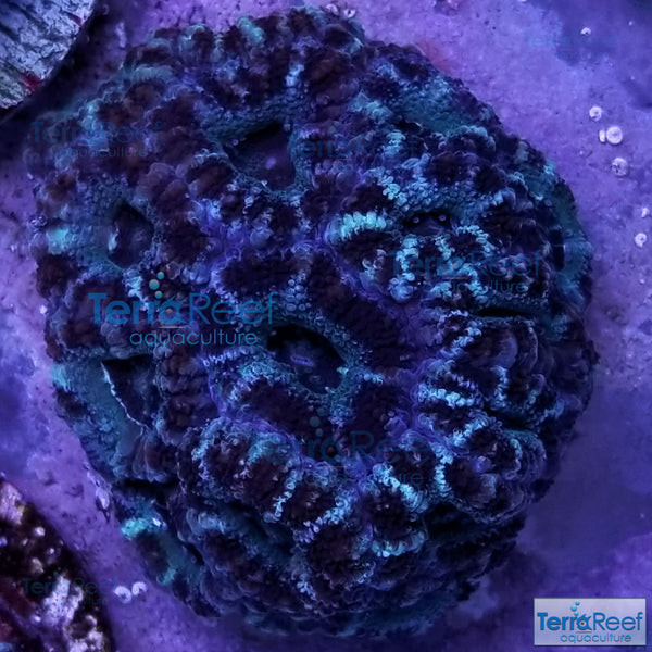 Teal Micromussa lordhowensis Premium "Acan lord" Coral Frag Stock