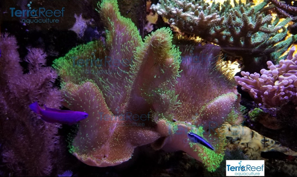 Tyree Green Sarcophyton Toadstool Leather Stock