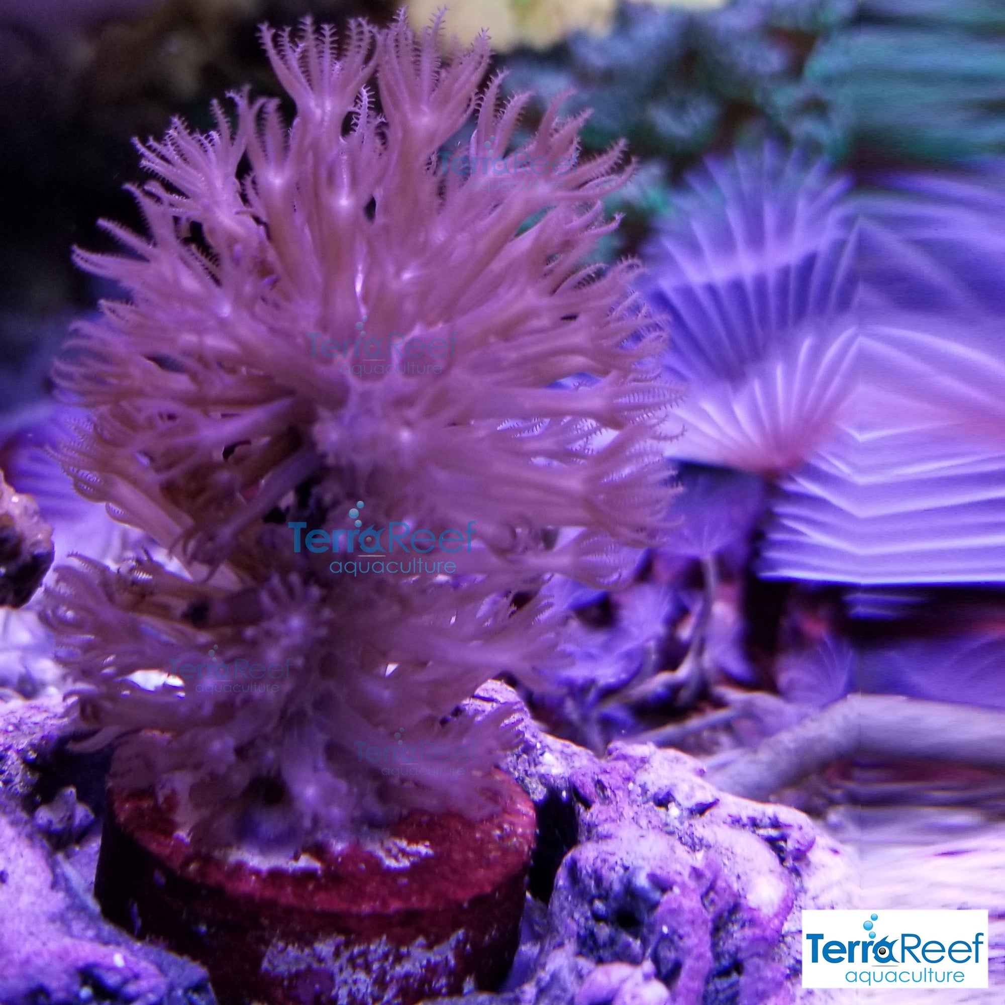 Tracey Morgonian Gorgonian Coral Frag Stock