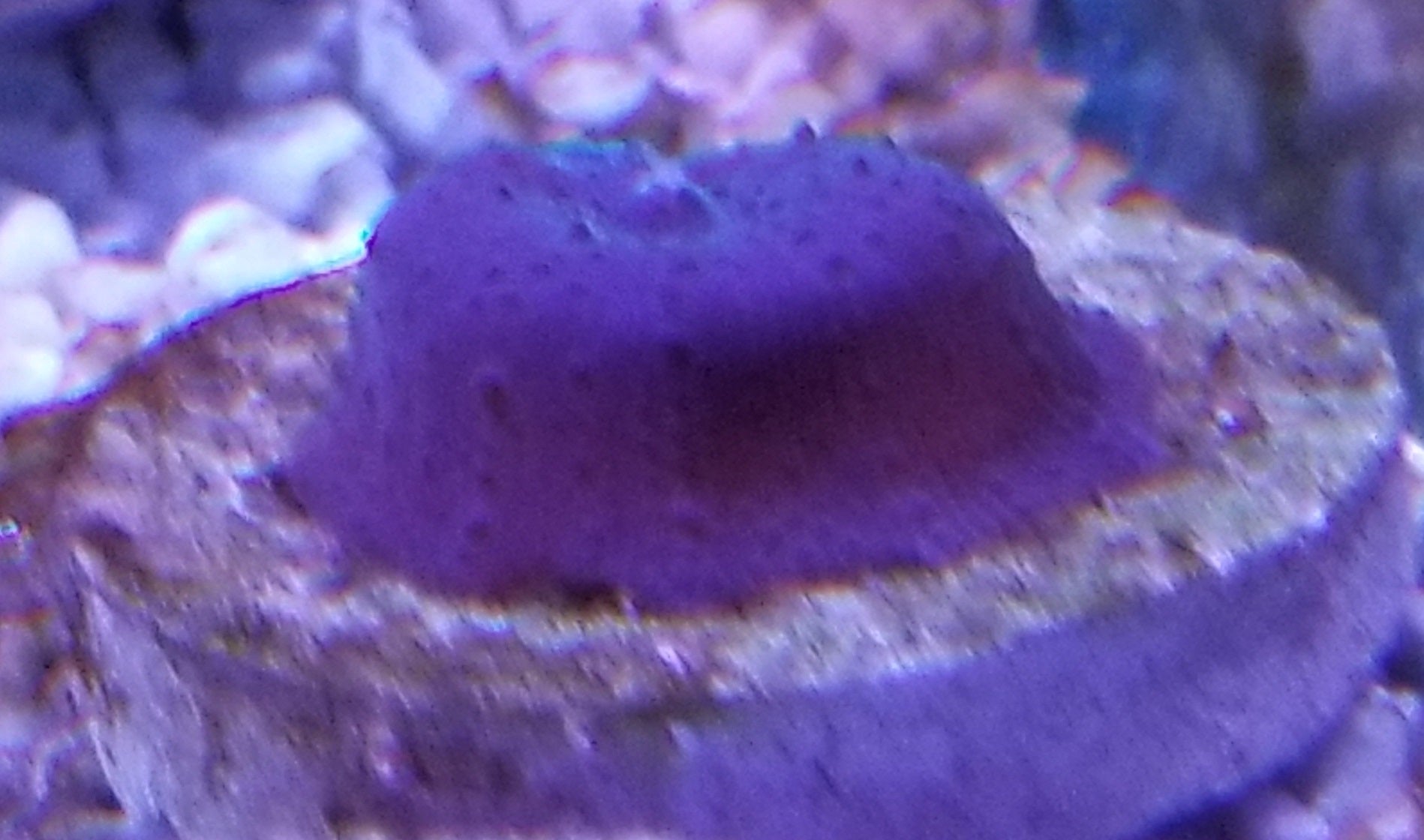 Blue Mushroom Stock