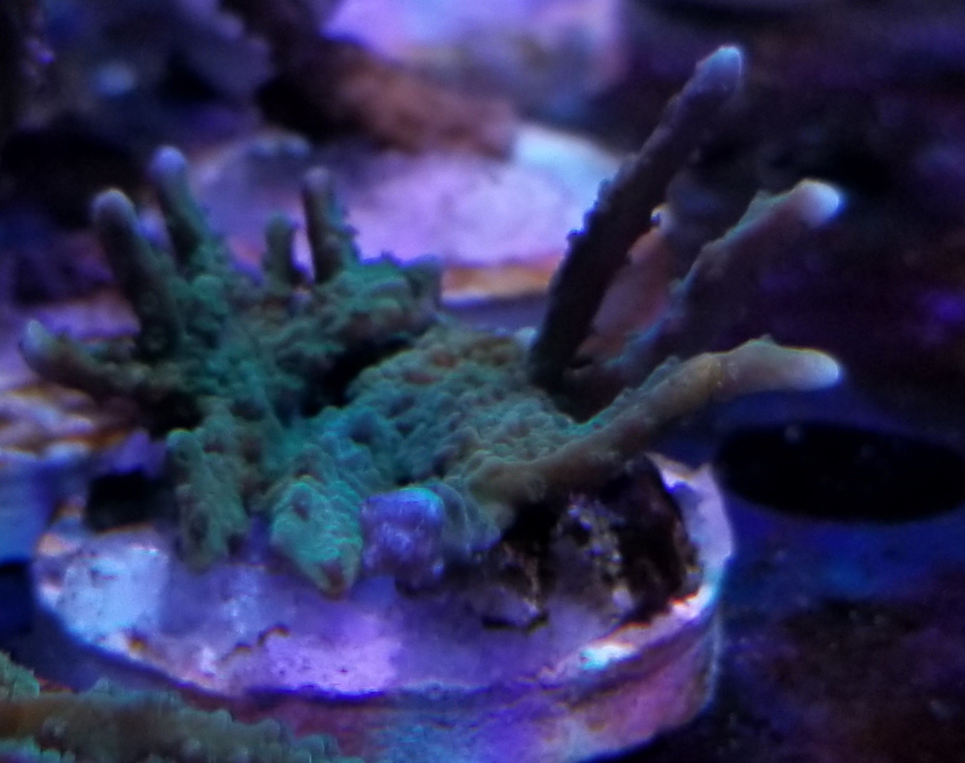 Elkhorn Montipora Frag Stock