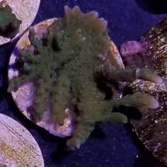 Elkhorn Montipora Micro Frag Stock