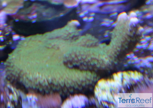 Green Montipora digitata "digi" Frag Stock