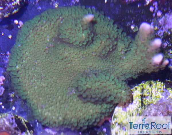 Green Montipora digitata "digi" Frag Stock