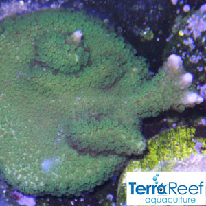 Green Montipora Digi Frag Stock