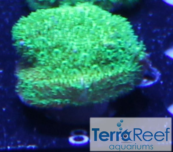 Green Psammocora Frag Stock