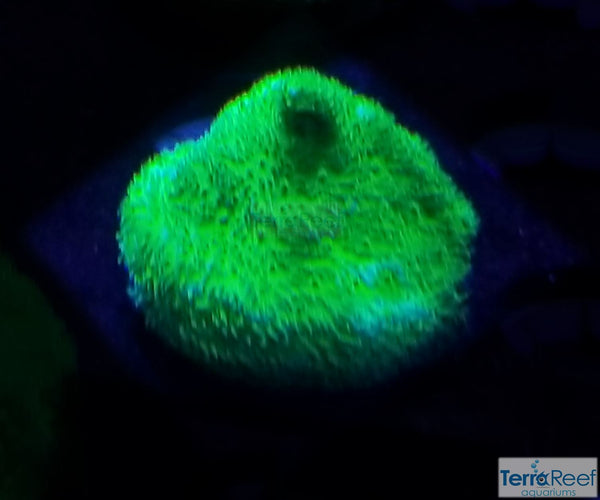 Green Psammocora Frag Stock