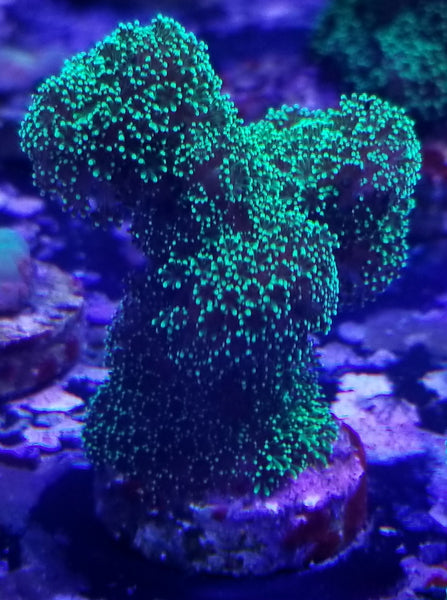 Green Stylophora "Stylo" Frag Stock