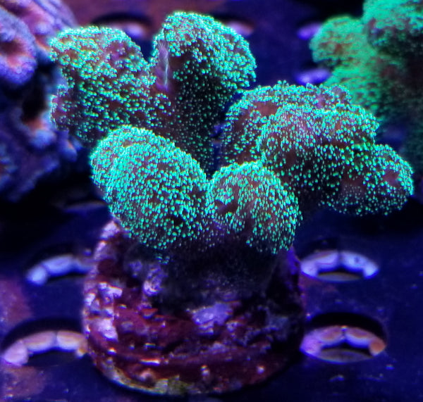 Green Stylophora Frag Stock