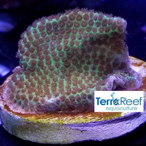 Sand Dollar Frag Stock