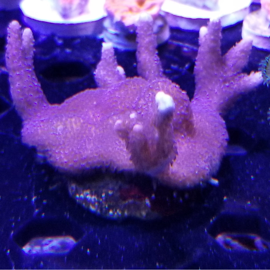 Purple Montipora Digi Frag Stock