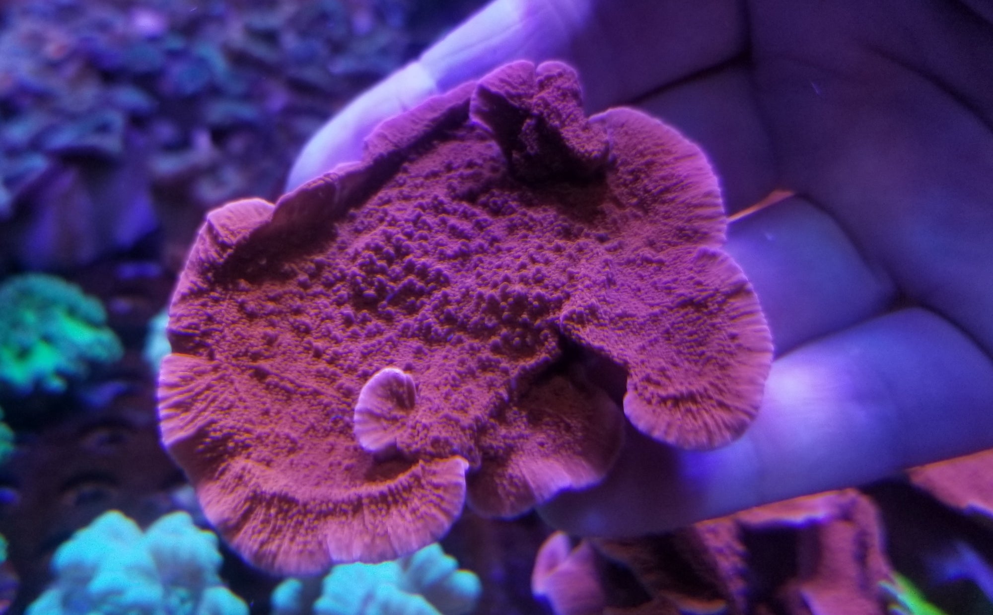 Red Montipora capricornis Frag Stock