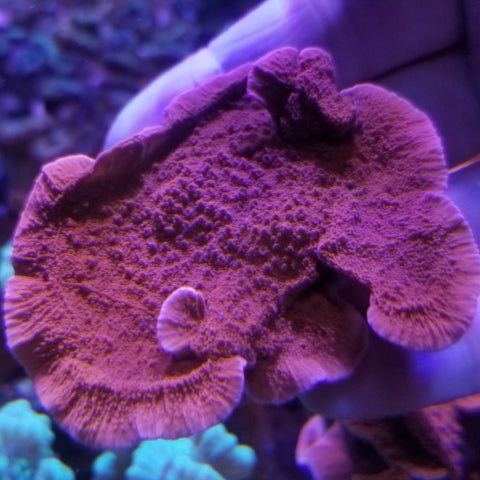 Red Montipora capricornis Frag Stock