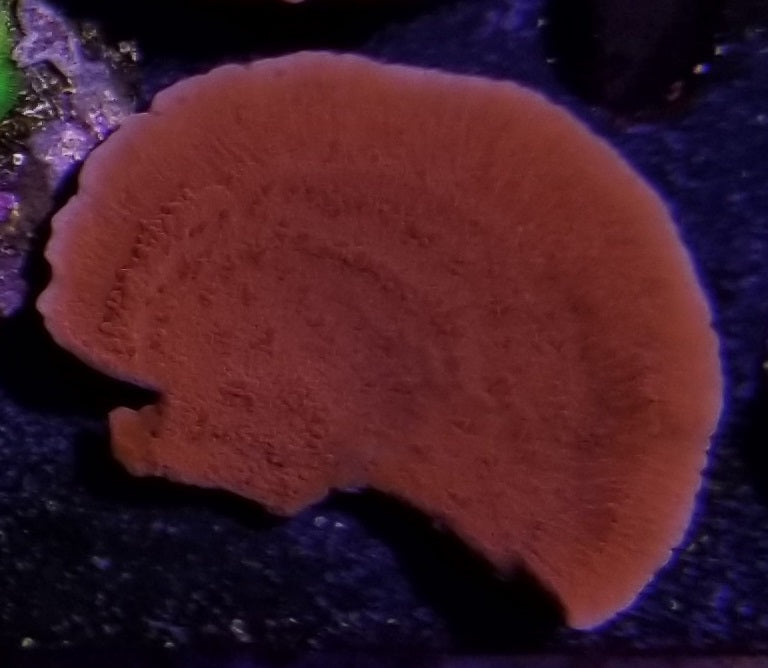 Red Montipora capricornis Frag Stock