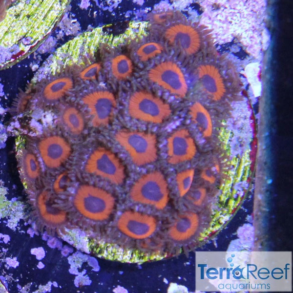 Red Zoanthids Frag Stock