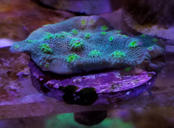 Sprung Stunner Chalice Frag Stock