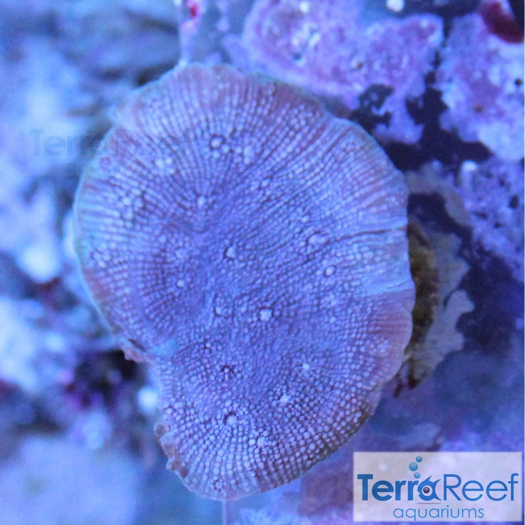 ORA Blue Chalice (Echinopora sp.) Stock Frags