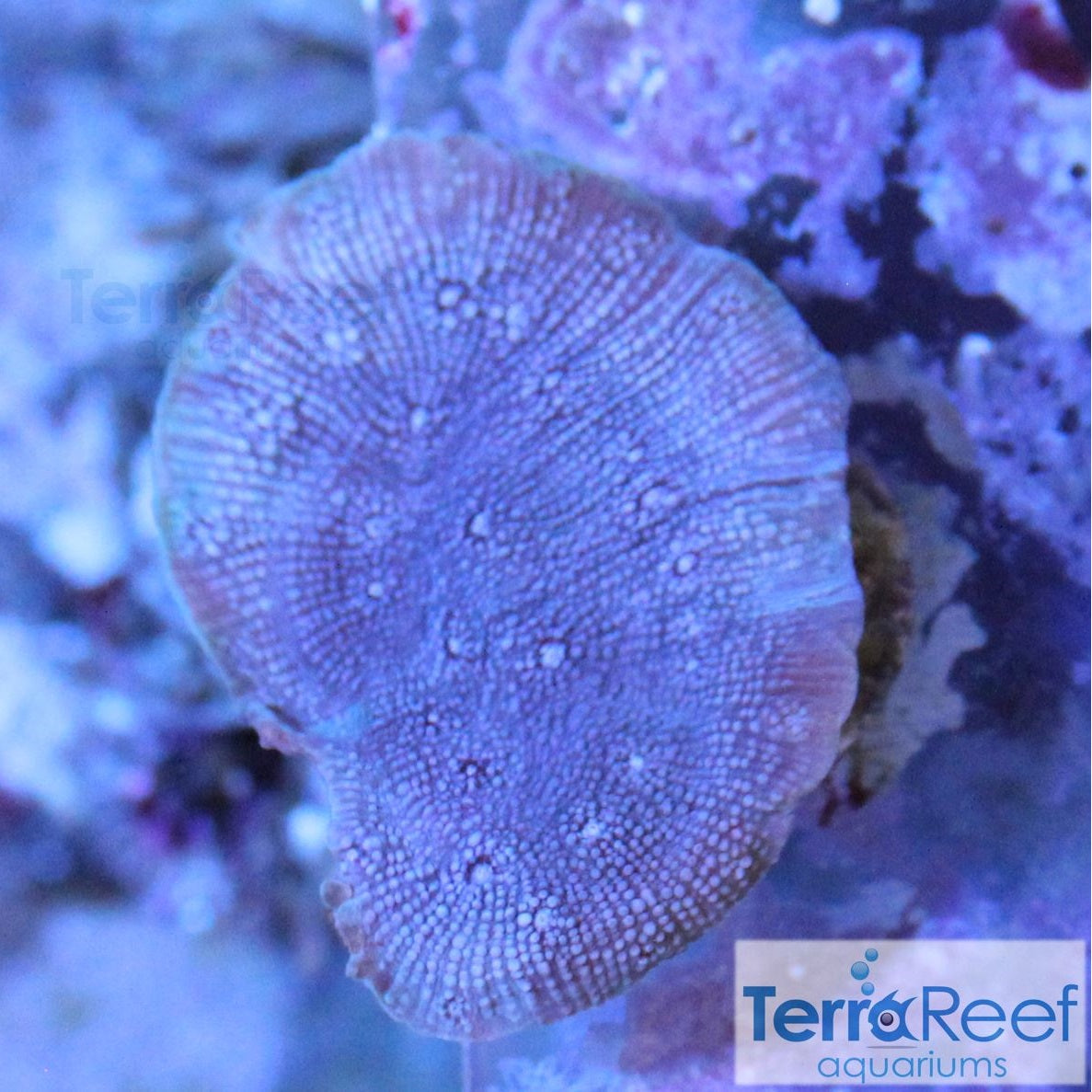 ORA Blue Chalice (Echinopora sp.) Stock Frags