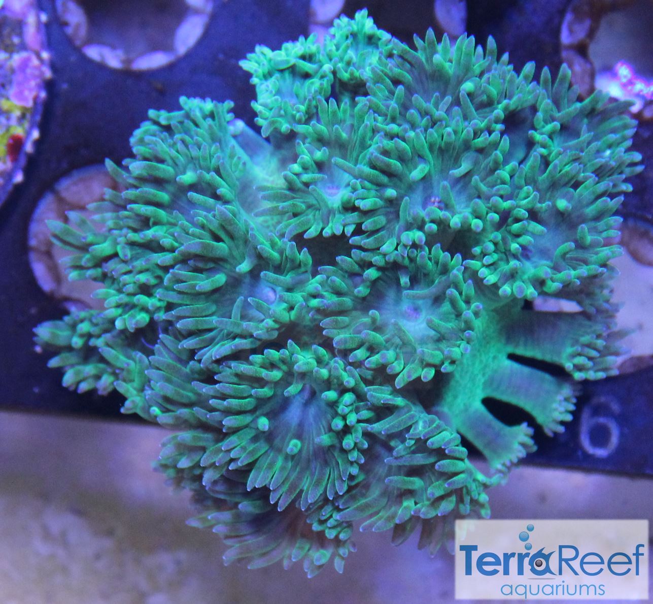 Pagoda cup coral (Turbinaria / Duncanopsammia sp.) Frag Stock