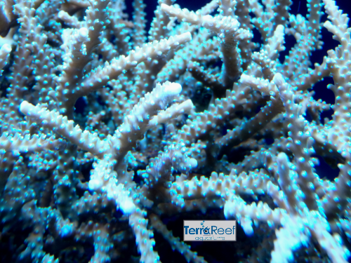 TerraReef Weedy Acropora Coral Stock (possibly "Scripps Acro"?)