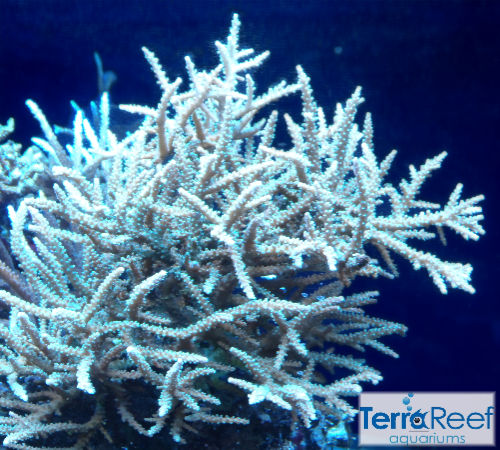 TerraReef Weedy Acropora Coral Stock (possibly "Scripps Acro"?)