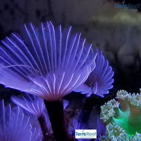 Aquacultured Mini White Feather Duster