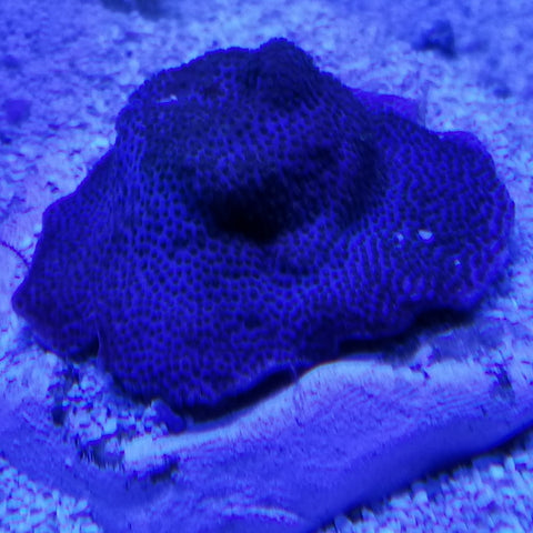 Superman Montipora coral frag stock