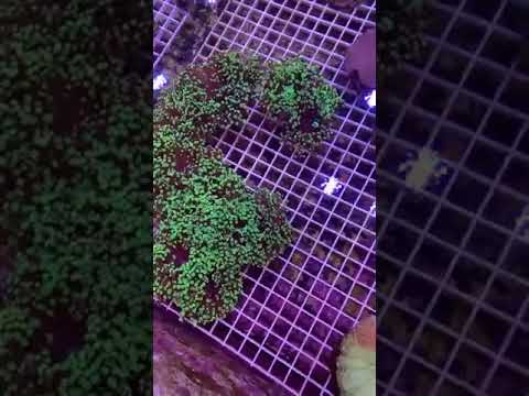 Green frogspawn Coral Frag Stock