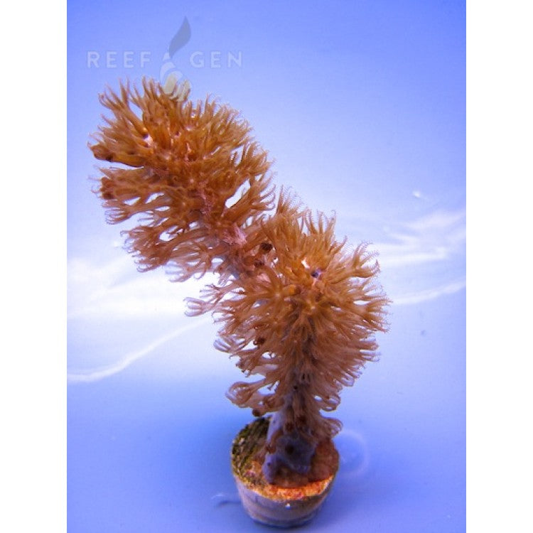 Tracy Morgonian Gorgonian Coral Frag Stock